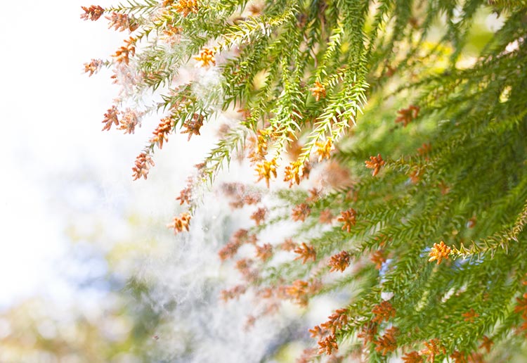 花粉症イメージ画像